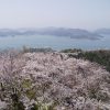 三津浜校区の署名行動のお知らせ