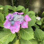 伊予市・ソロッテ署名のご案内！